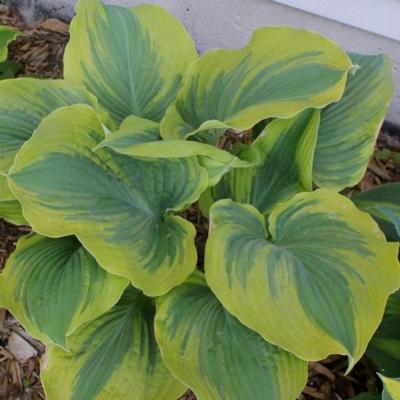 Hosta 'The King'